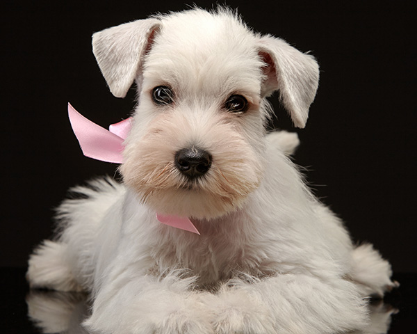 chiot-schnauzer-blanc1 (1)
