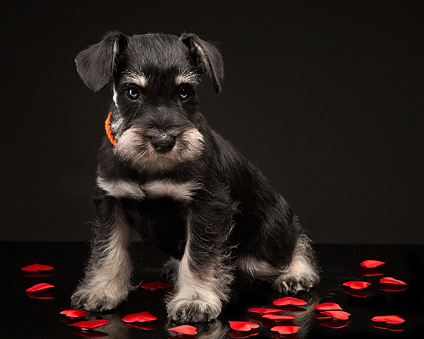 chiot-schnauzer-noir3