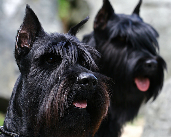 elevage-chien-schnauzer2 (1)