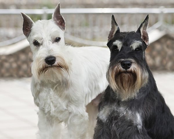 elevage-schnauzer-15 (1)